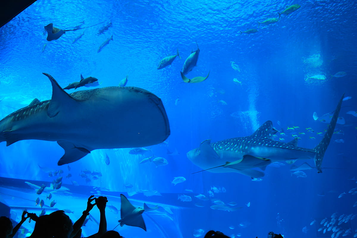 美ら海水族館